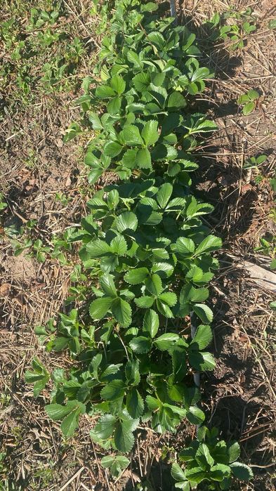 Sadzonki truskawek późnej i powtarzajacej