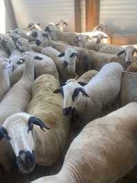 Ovelhas para produção de carne