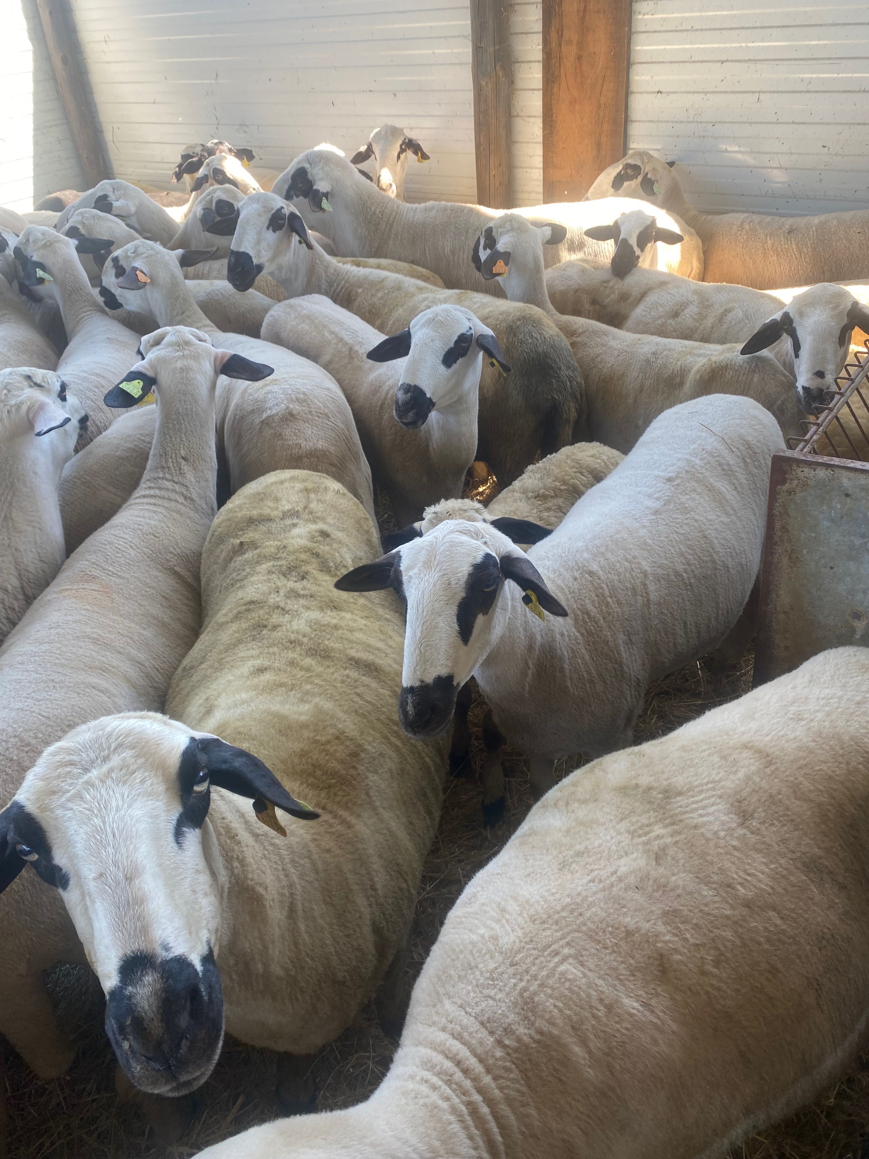 Ovelhas para produção de carne