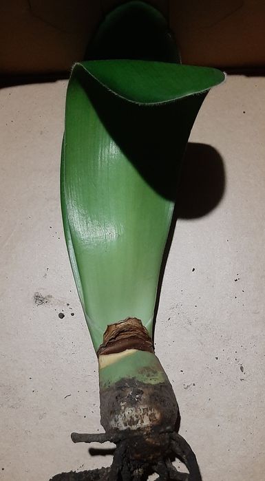 Гемантус або "оленячий язик"