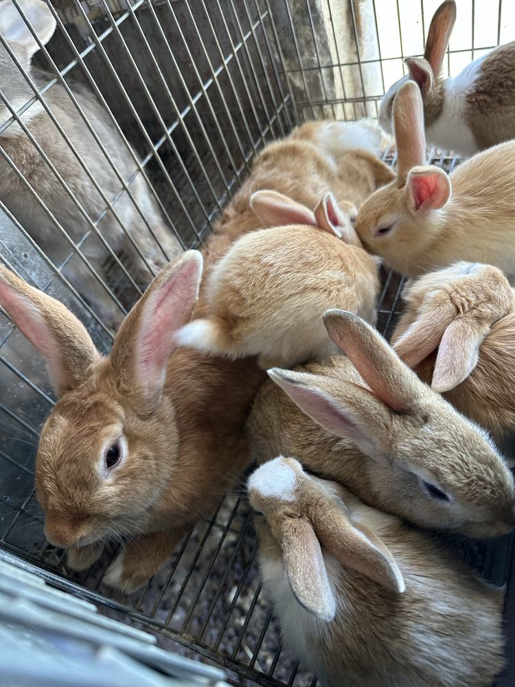 Coelhos para carne