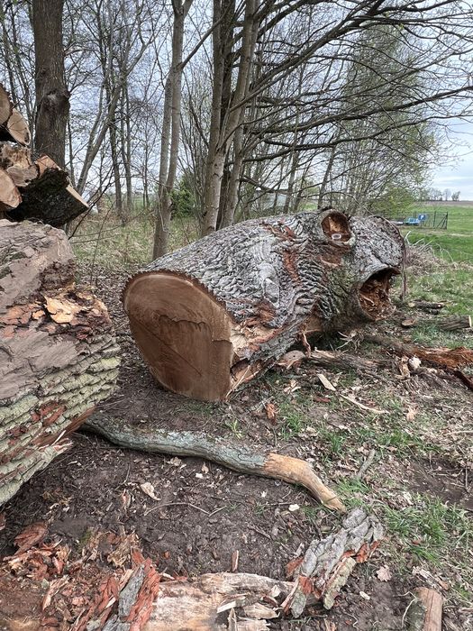 Dab dluzyca kłoda tartaczny