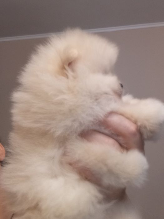 Померанский шпиц