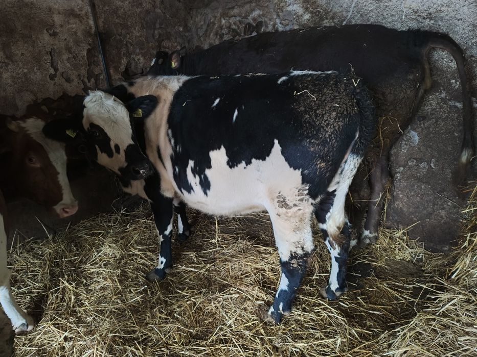 Jałówki wysokocielne