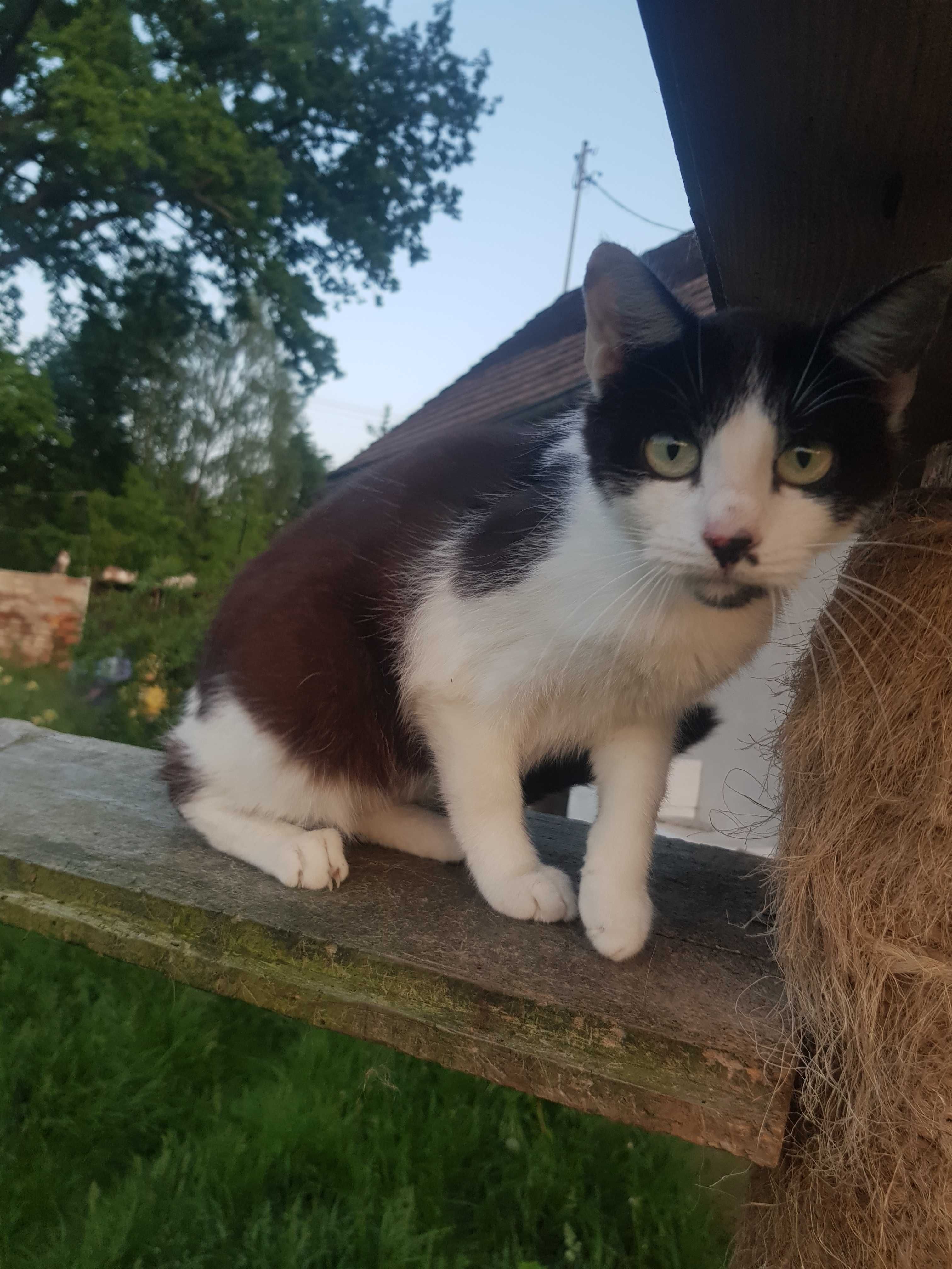 Jagódka koteczka do adopcji