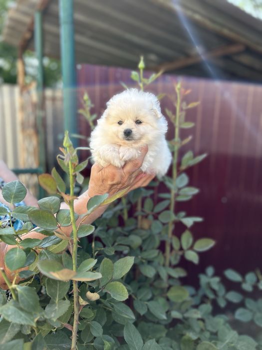 Милые малыши 1,5 месяца