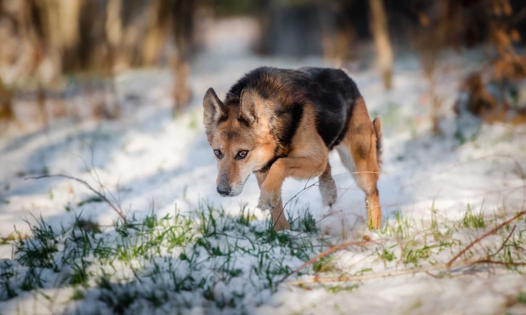 Mądra i piękna sunia szuka domu !! Do adopcji !!