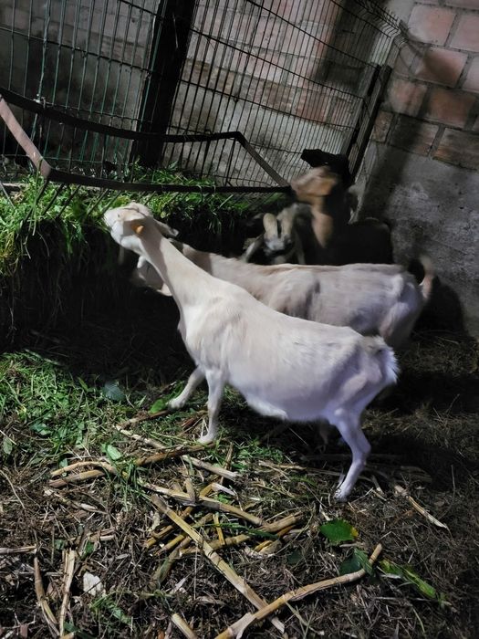 Cabra branca a meia idade