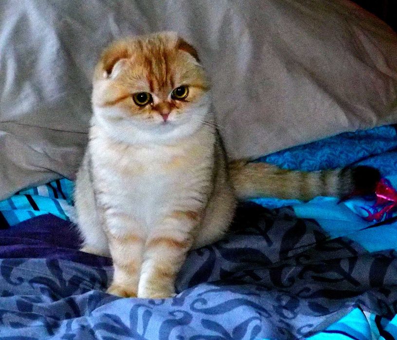 Kotka Szkocka Zwisłoucha PZF WCF Zachodniopomorskie,