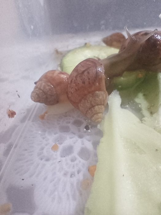 Улитки Ахатины коричневые и белые