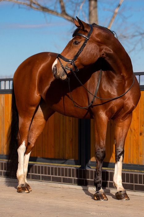 Klacz 14lat po ogierze Solaris