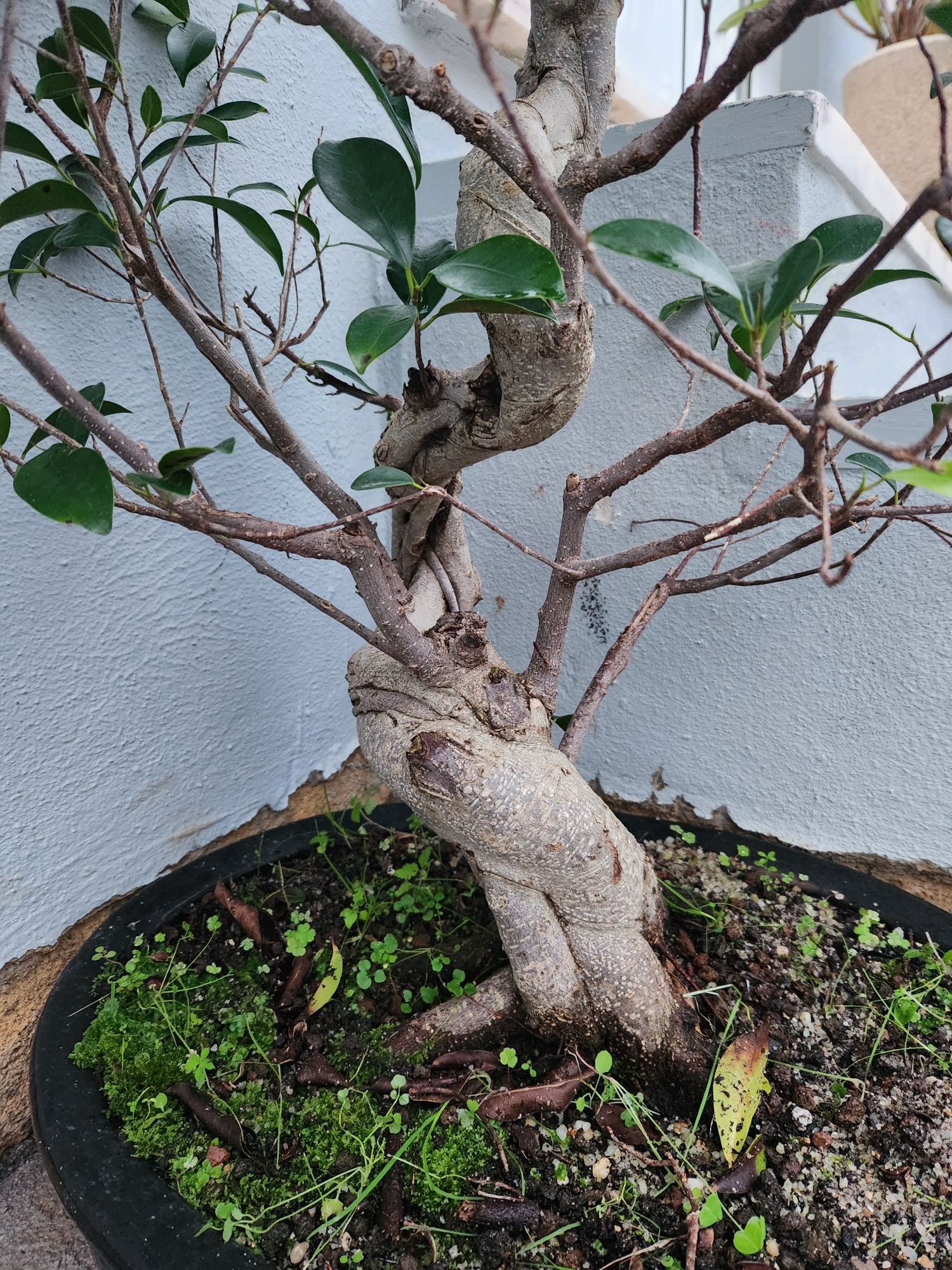 Bonsai ficos [30 anos)