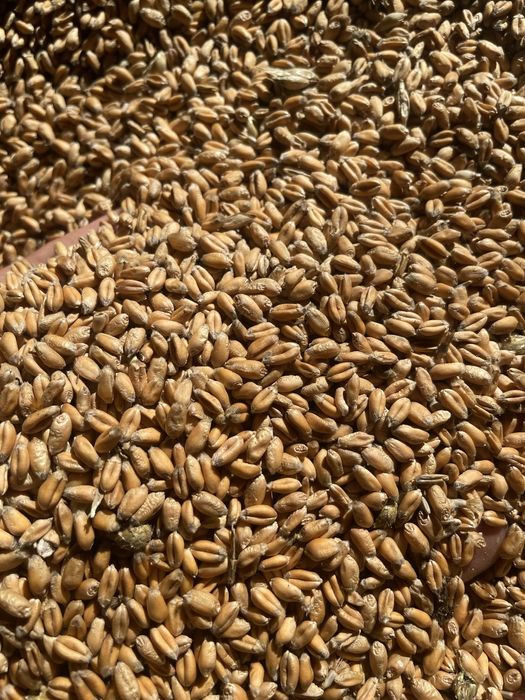 Продам пшеницю 2025