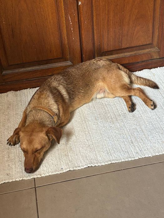 Cão caramelo para adoção