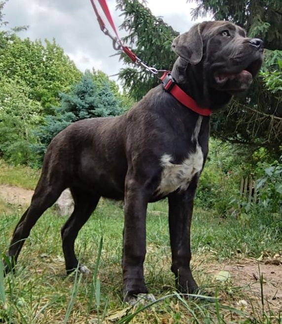 Cane Corso Sunia Dixi