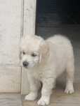 Cachorrinho Golden Retriever de Excelentes Linhagens
