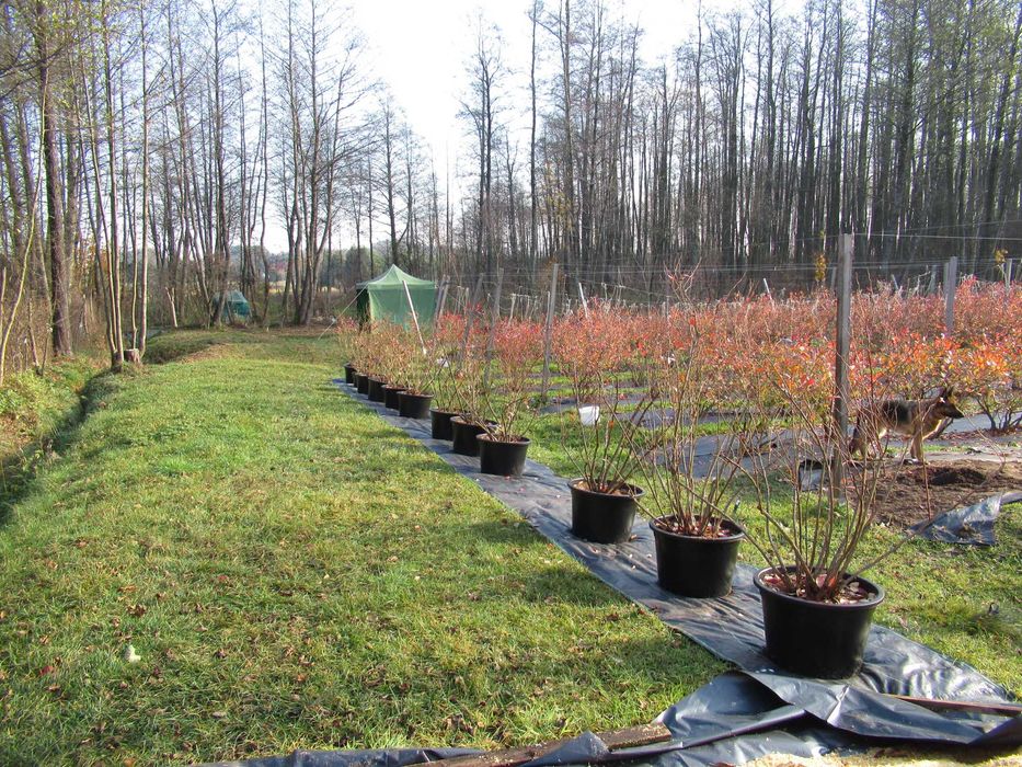 8 letnia Borówka amerykańska 75zł/szt - producent