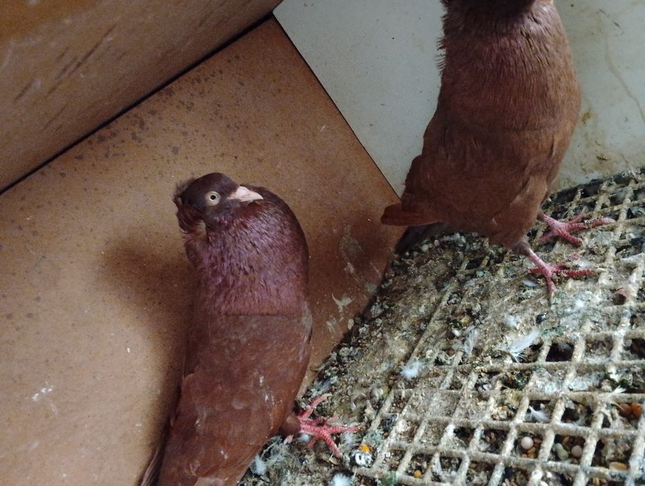 Pilnie !Gołębie ozdobne garłacze górnośląskie