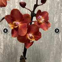 Орхидея Phal. Horizont Горизонт 1.7 подросток