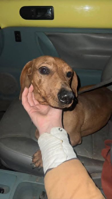 Знайдена такса (хлопчик) в Луці Мелешківській!