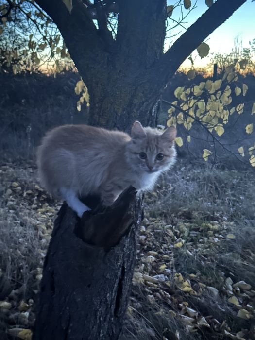 Срочно! Наймиліші грайливі кошенята, хлопик  та дівчинка 4 місяця!