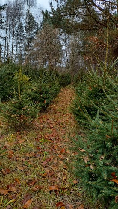 Żywe choinki na święta