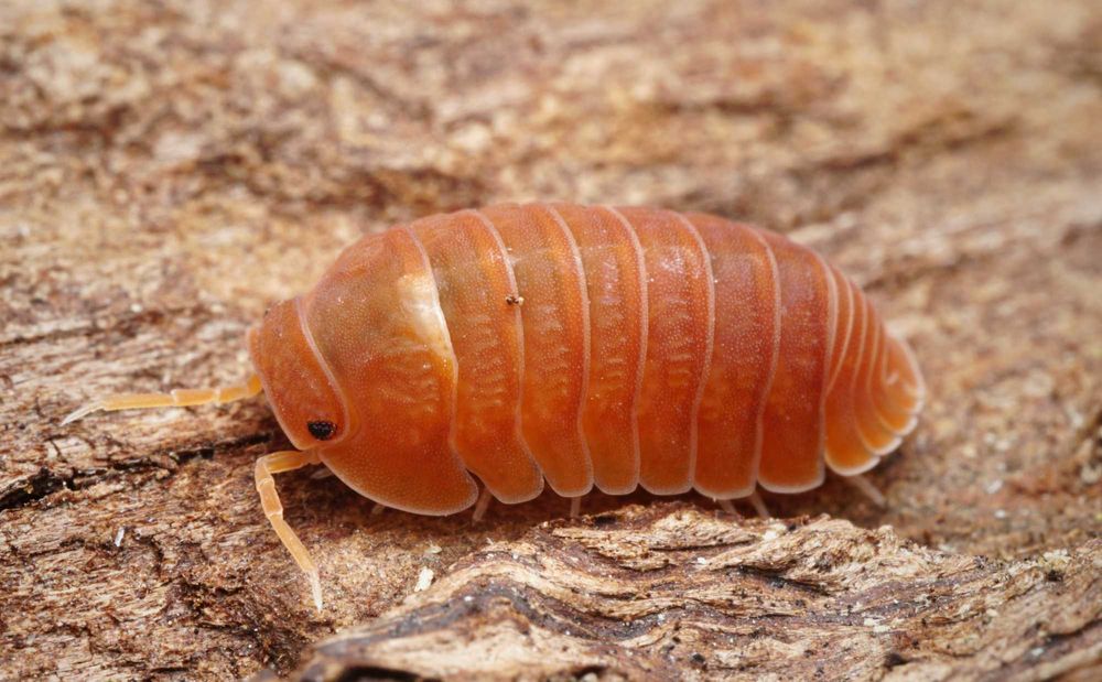 isopody, skoczogonki, ekipa sprzątająca