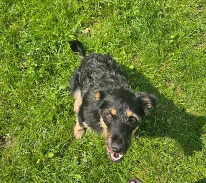 BRUNO  radosny pozytywny psiak do adopcji