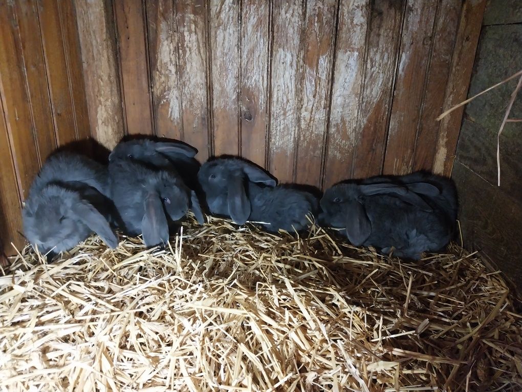 Sprzedam króliki barany francuskie