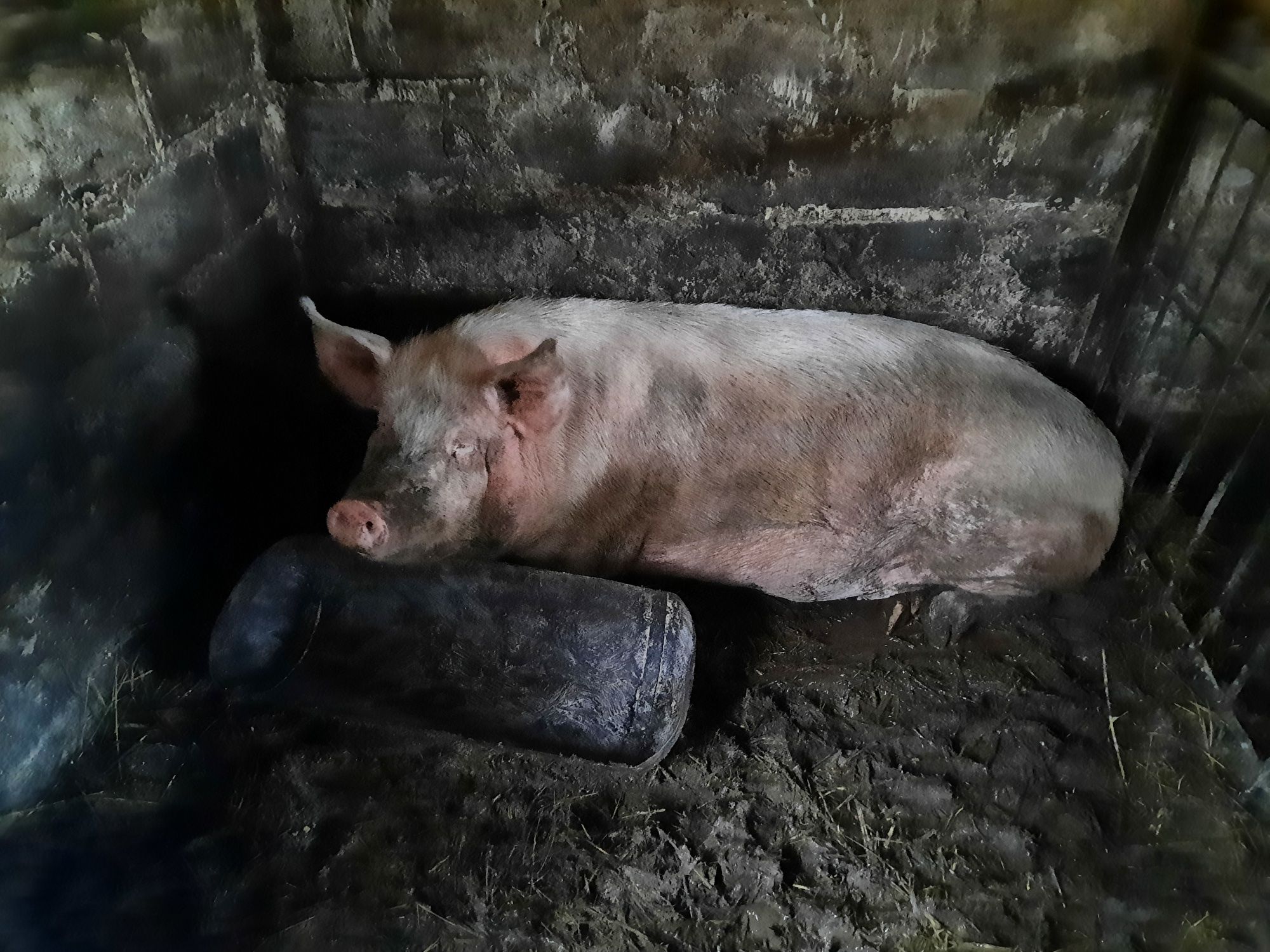 Продам свинину живым весом