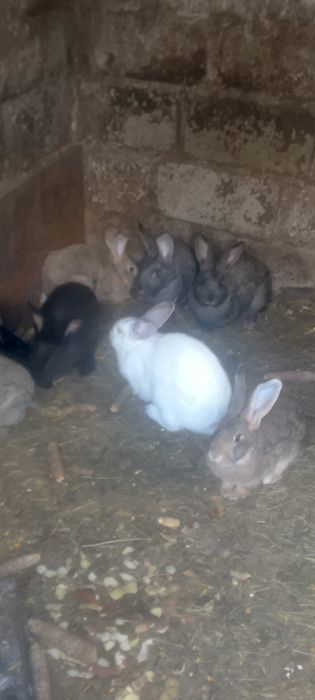 Кролики на продаж.