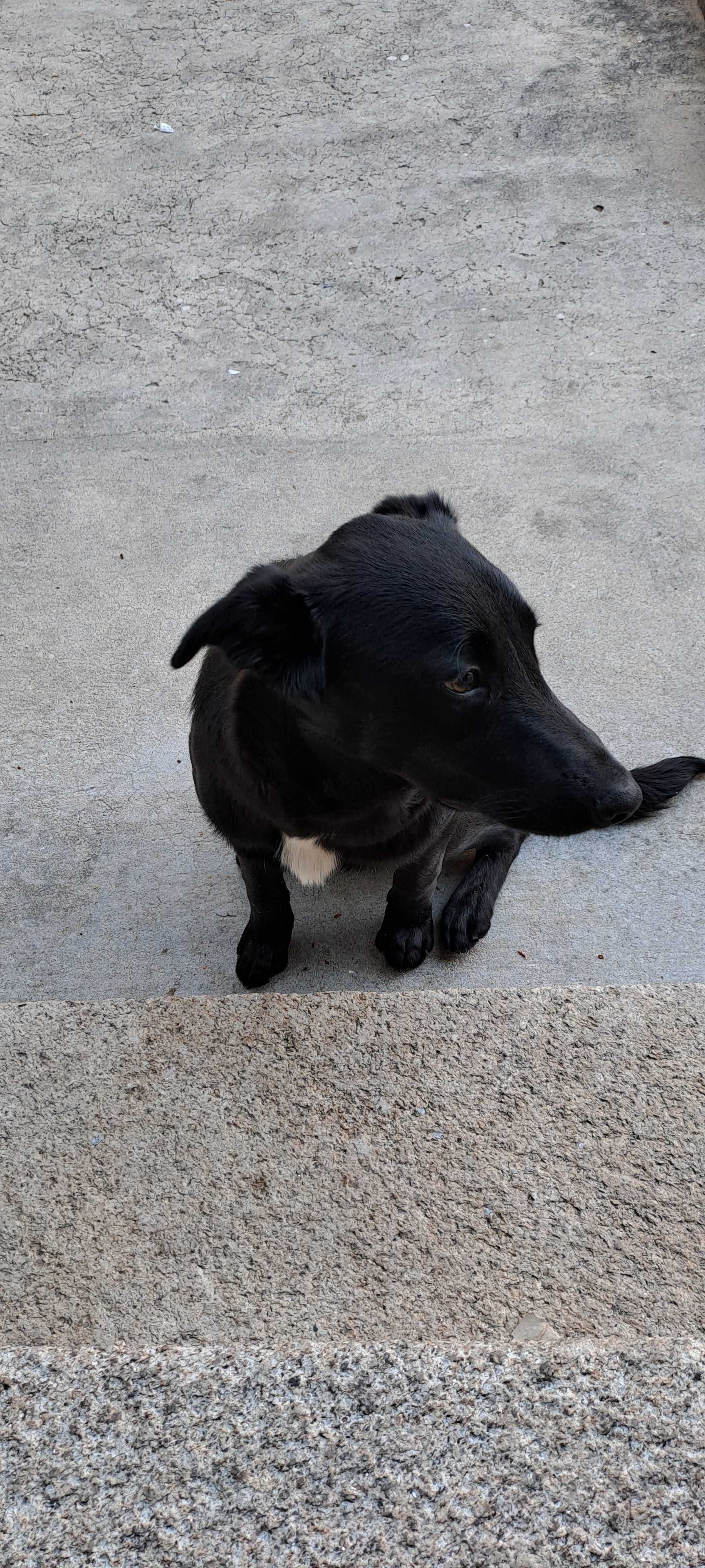 Cão Border Collie arraçado de Labrado