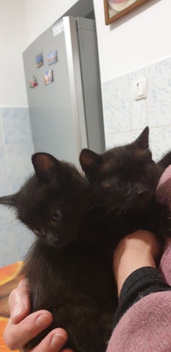 Віддам котиків в добрі руки