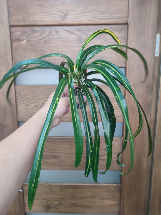 Продам домашні Кротони