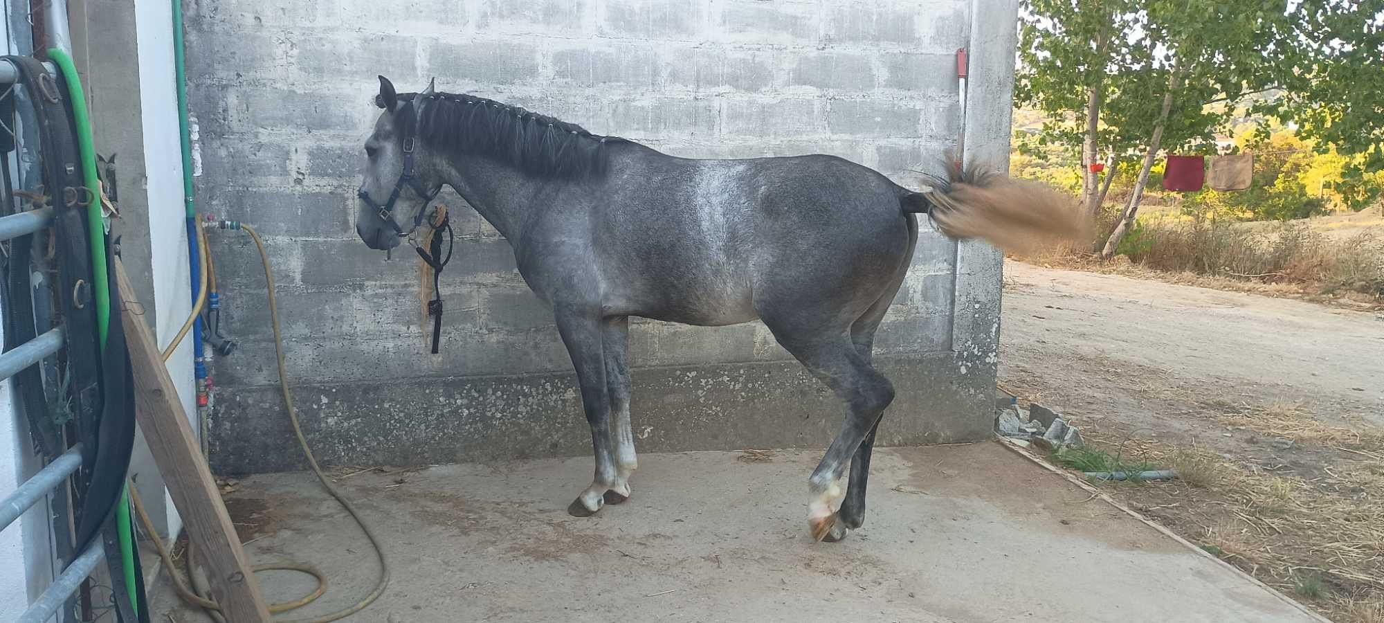 Poldros letra S - típico