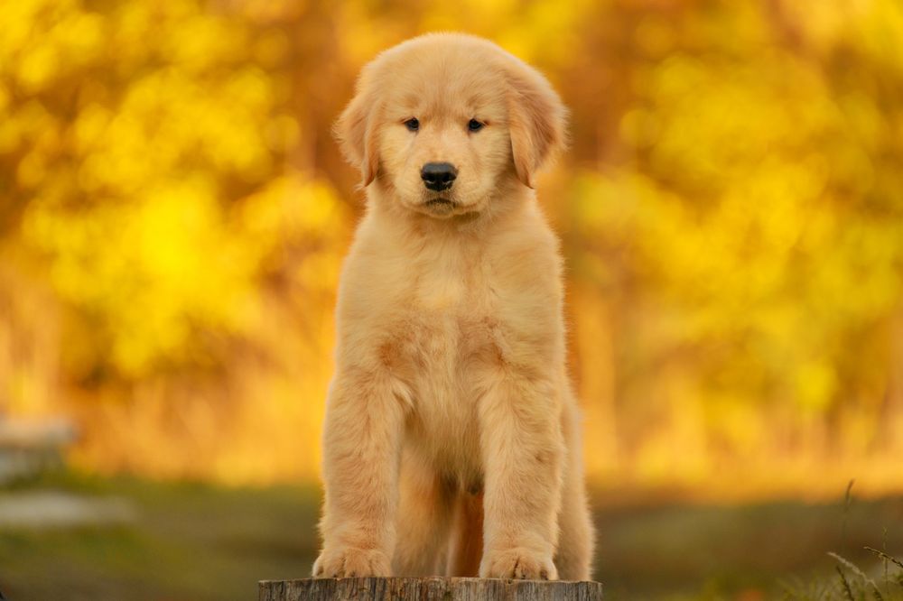 Цуценята золотистого ретривера американського типу