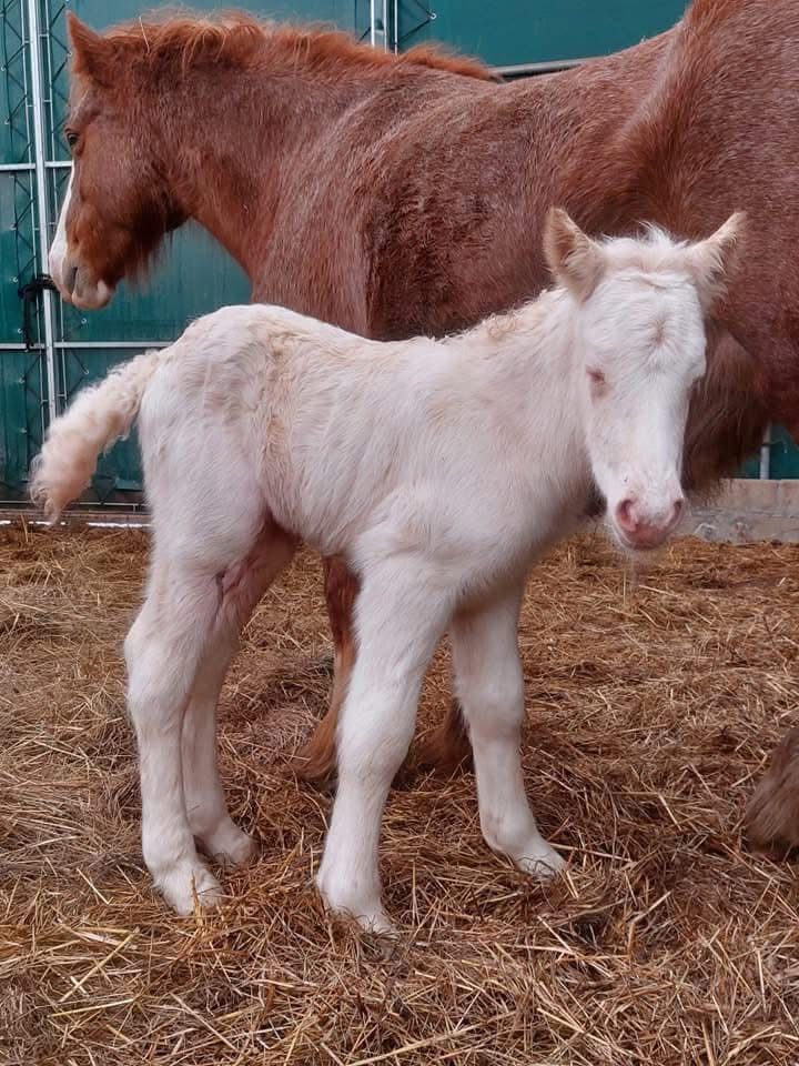 Klacz Tinker/Gypsy cob do hodowlii