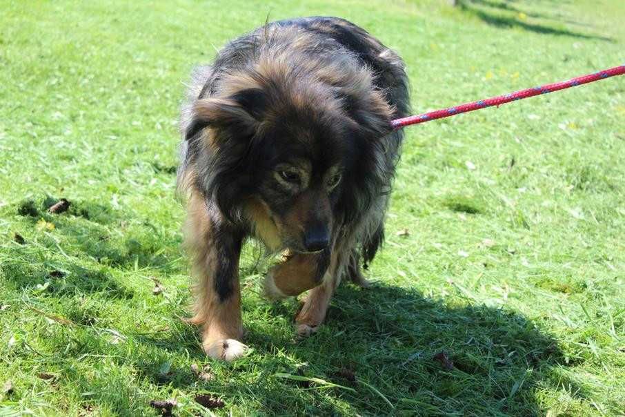 076308 Miłek do adopcji