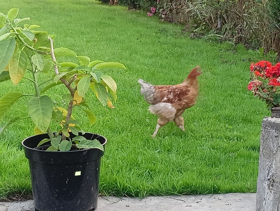 Kogut młody. Nie Lili