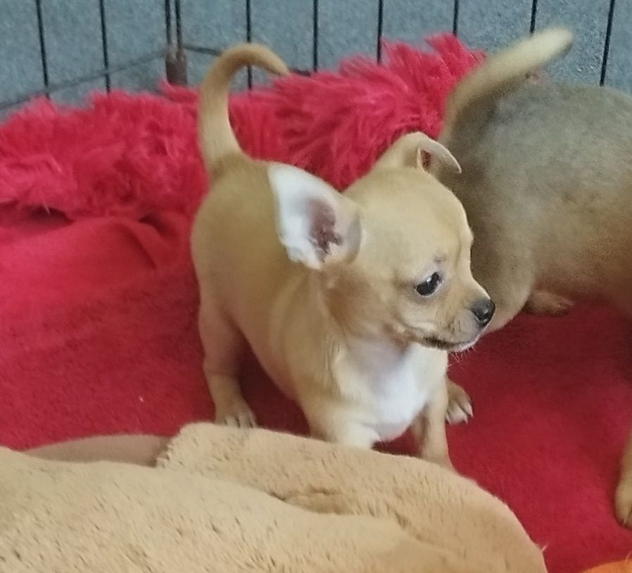 Chihuahua miniaturowa sunia