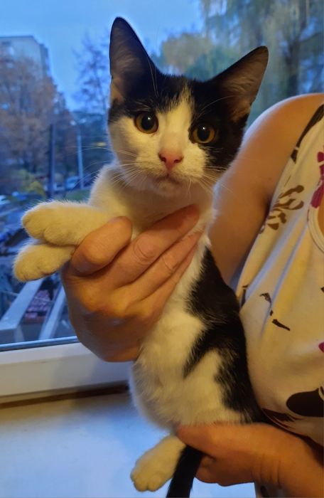 Міккі- хлопчик, БЕЗКОШТОВНО, котик