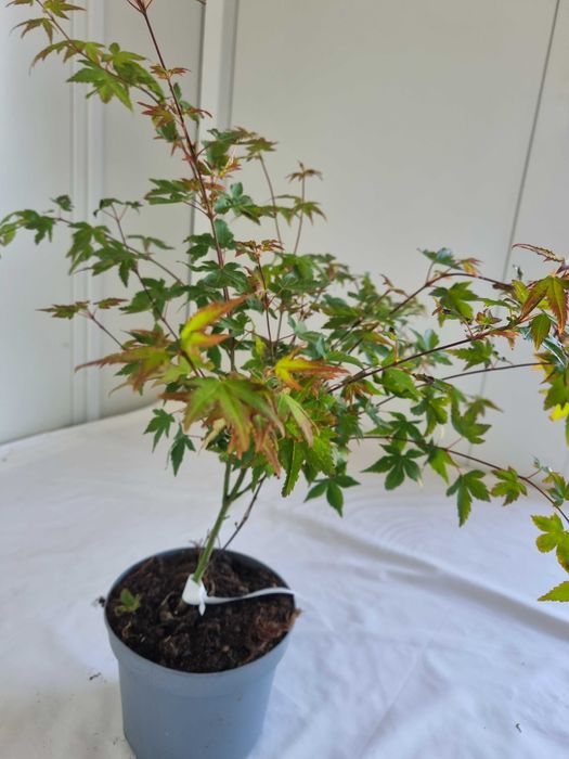 Bonsai Klon Palmowy Acer palmatum 'Little Princess' 50 cm Doniczka 2L