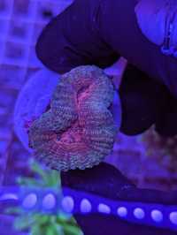 Lobphyllia Red WYSIWYG #11 akwarystyka morska koralowiec LPS