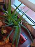 Kwiat doniczkowy Aloes