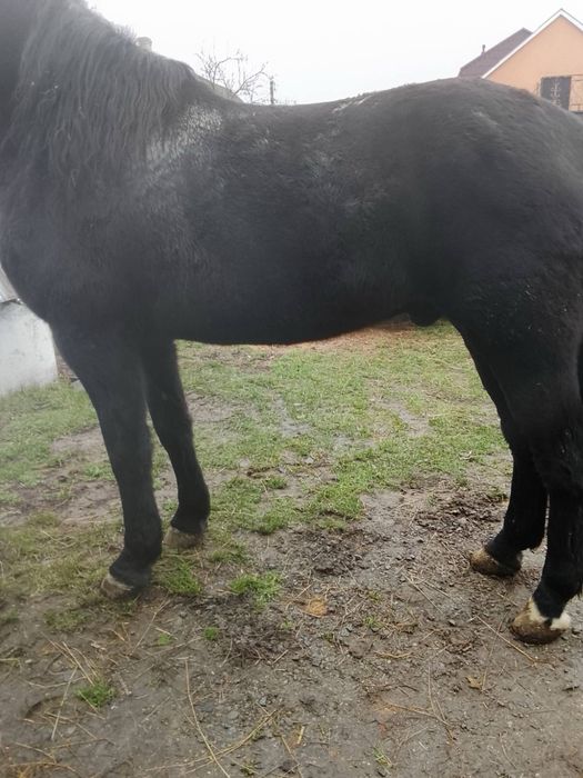 Продам коня 7 років Спокійний всі питання по телефону