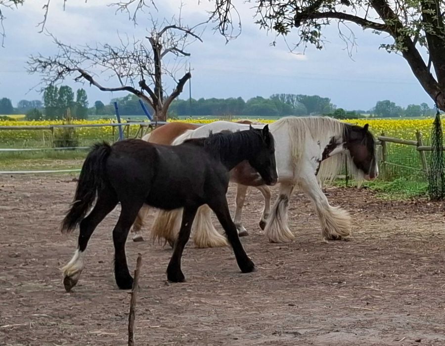 Ogierek gypsy irish cob (nie tinker)
