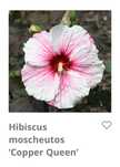 Hibiskus bagienny ogromne kwiaty bylina czerwony roz bialy bordo