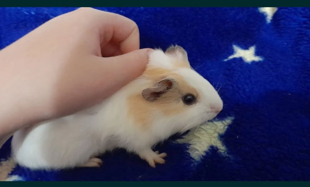 Świnki morskie 5 tygodni