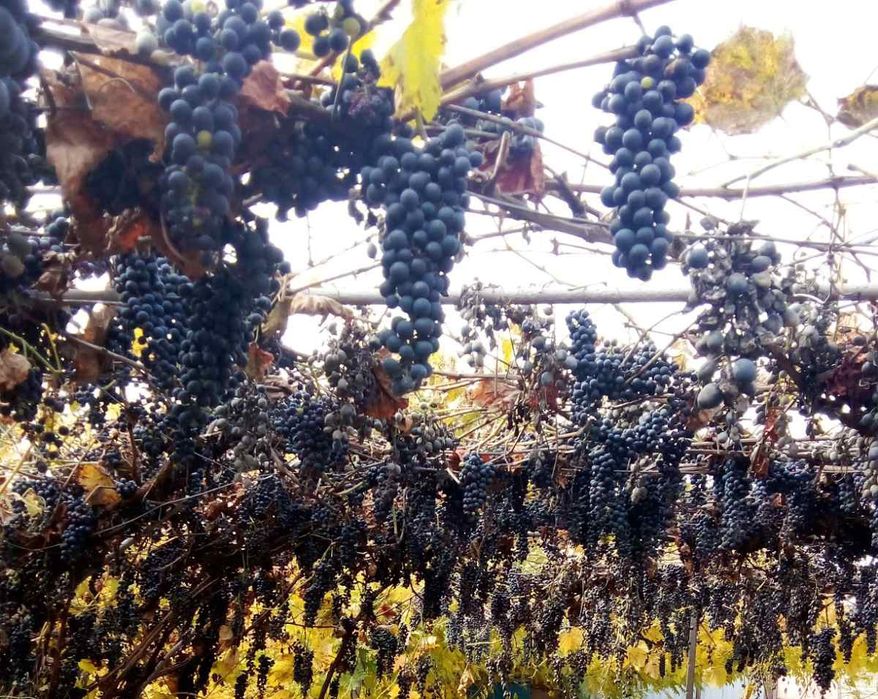 Продам виноград молдовка