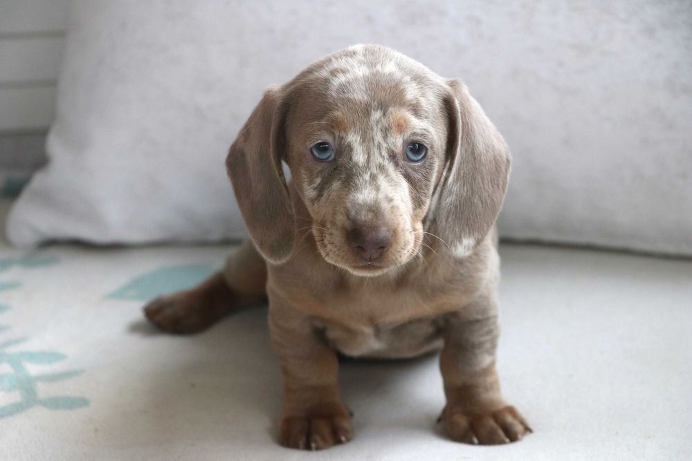 Jamnik Miniaturowy Sunia Isabella Merle Tan ZOBACZ WIDEO 8 tyg.